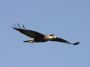 Day01 - 05 * Crested Caracara